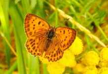 Günlük Hayatta Kot Şort Kullanımı ve Kombin Önerileri Günlük Hayatta Kot Şort Kullanımı ve Kombin Önerileri