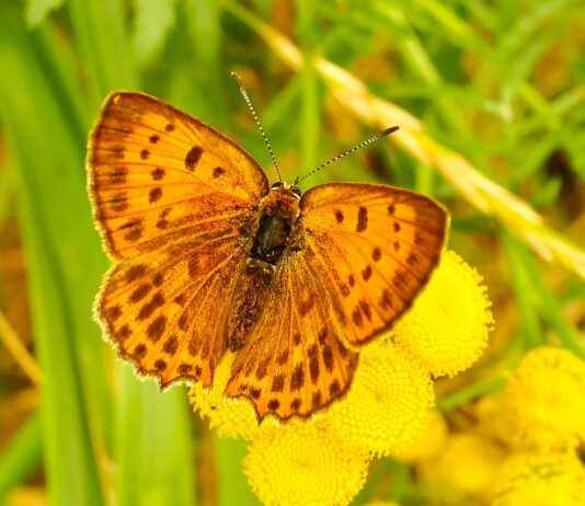Günlük Hayatta Kot Şort Kullanımı ve Kombin Önerileri Günlük Hayatta Kot Şort Kullanımı ve Kombin Önerileri