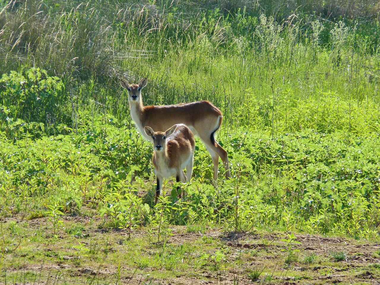 6. Bot Seçerken Dikkat Edilmesi Gerekenler