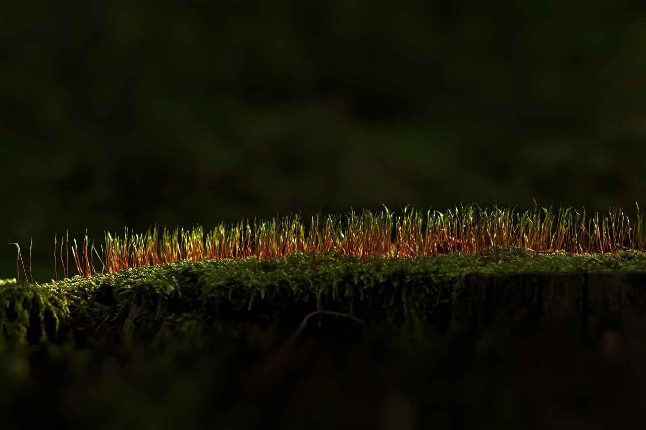 Aksesuarların Etkisi