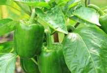 Yüksek Bel mi, Düşük Bel mi? Hangi Model Size Uygun? Yüksek Bel mi, Düşük Bel mi? Hangi Model Size Uygun?