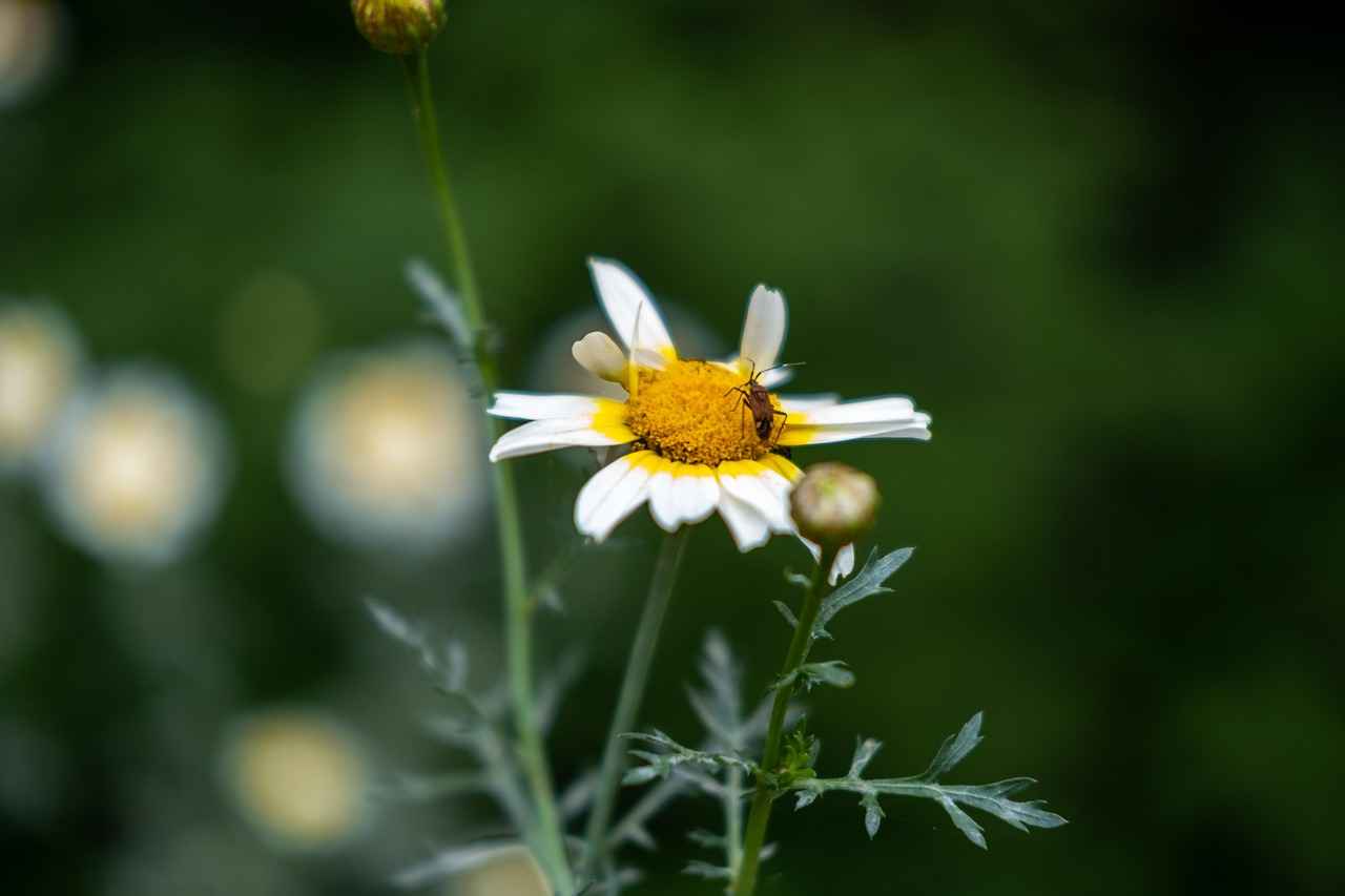 Renk Seçimleri ve Kombinasyonlar