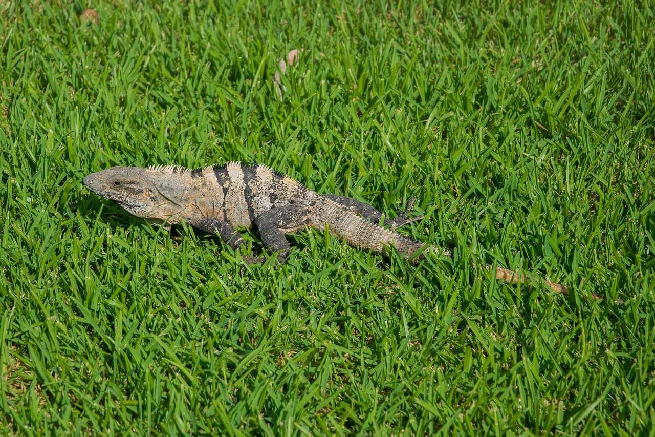 Tulum Modellerinin Tarihçesi