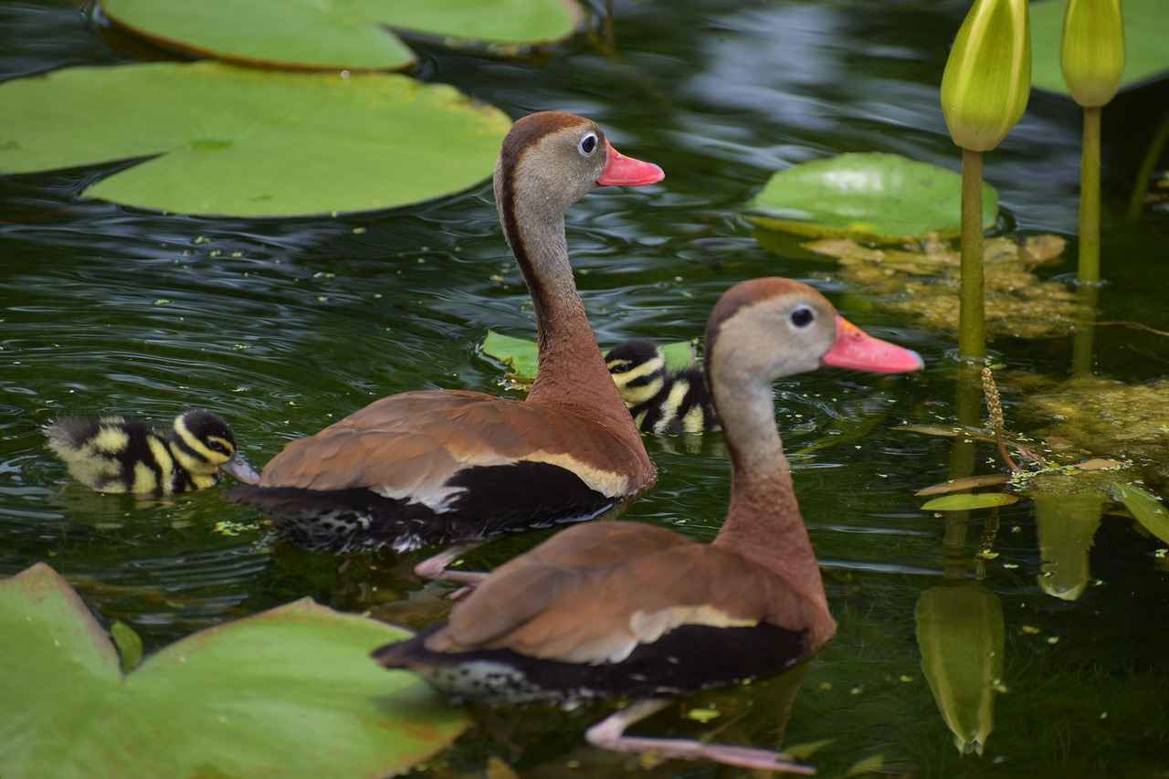 Kot Şortlar ve Aksesuarlar