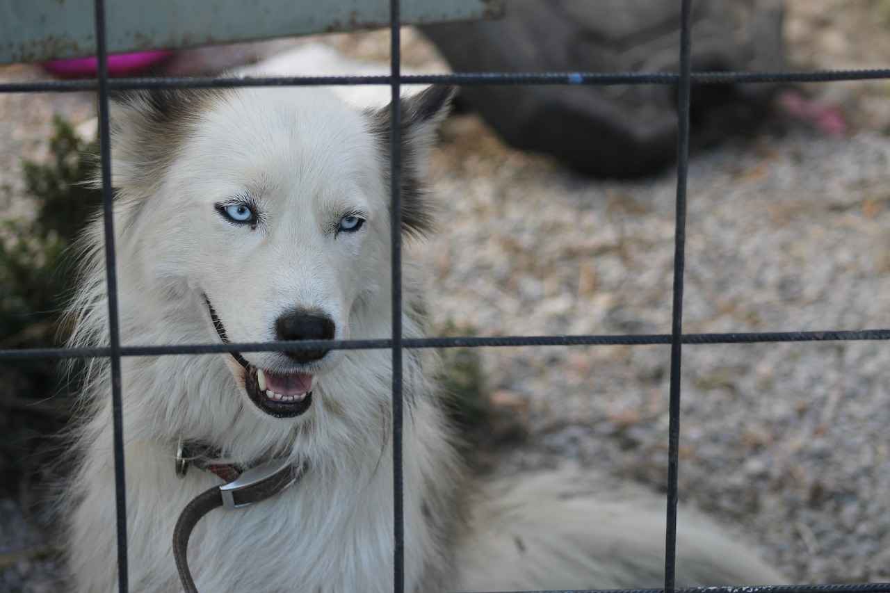 Beyaz Gömlek Neden Tercih Edilmeli?