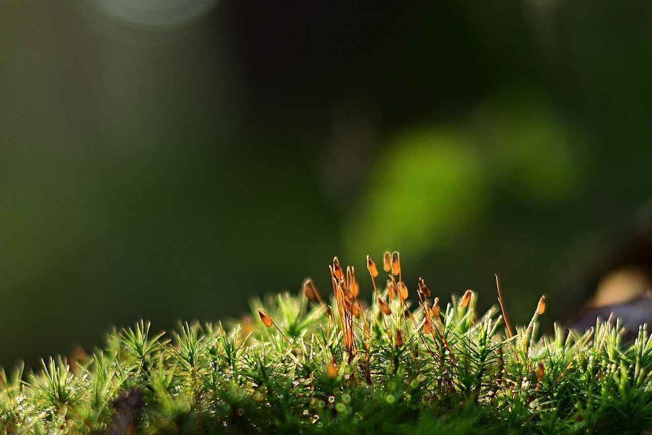 Spor Ayakkabıların Moda ile İlişkisi