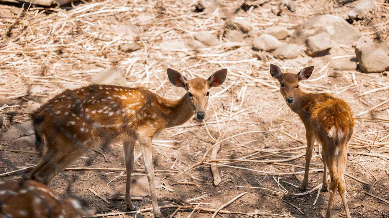 3. Renk Uyumu ve Desenler