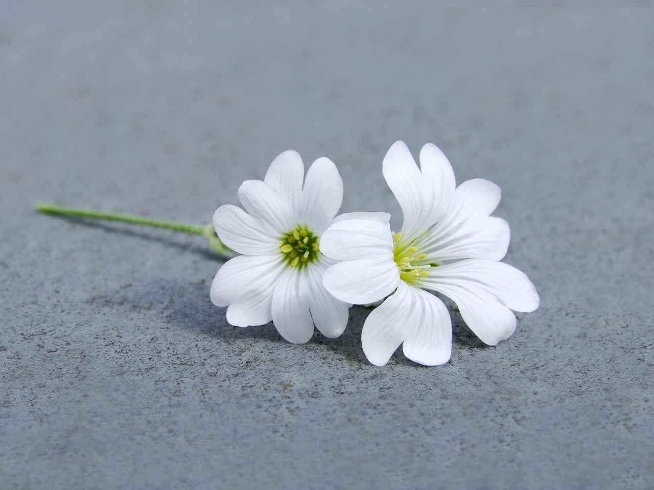 Bota Yönelik Trendler