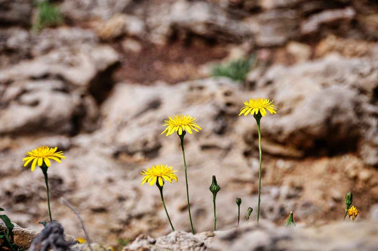 4. Tek Renk Kombinasyonları