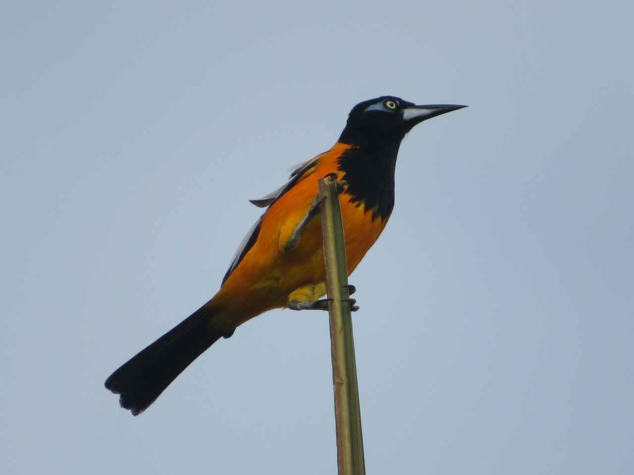 Sonuç: Oversize Ceketlerle Tarzınızı Yansıtın