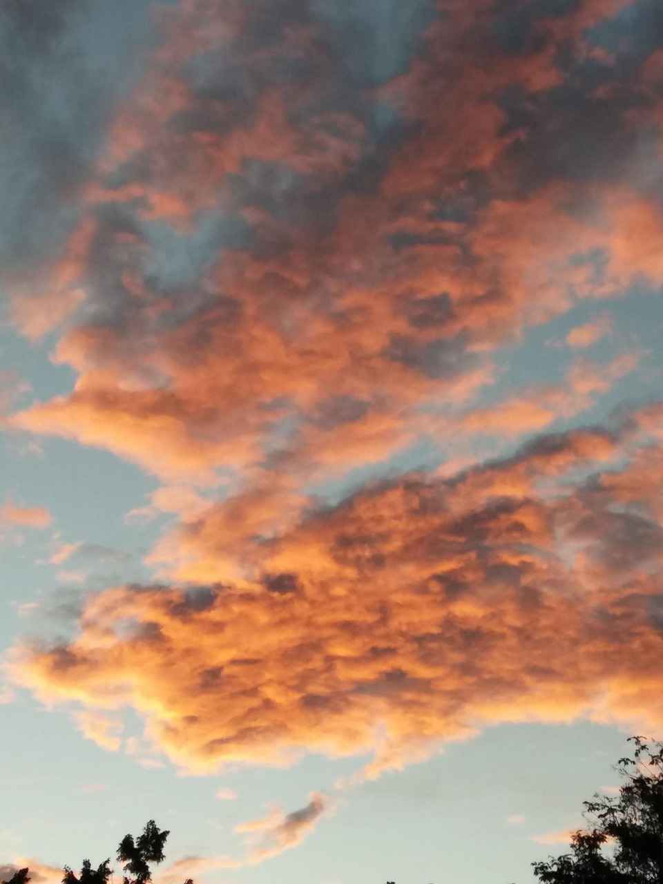 Vücut Tipleri Nedir?